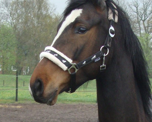 horse Mon Cher Cherie (Oldenburg, 2006, from Sagnol) horse Mon Cher Cherie (Oldenburg, 2006, from Sagnol)