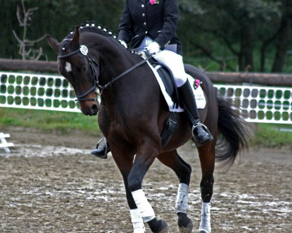 jumper Sandroabt (Westphalian, 2004, from Stedinger)