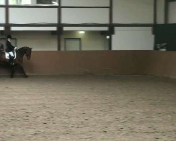 dressage horse Rock for Pepper (Westphalian, 2008, from Rock Forever NRW)