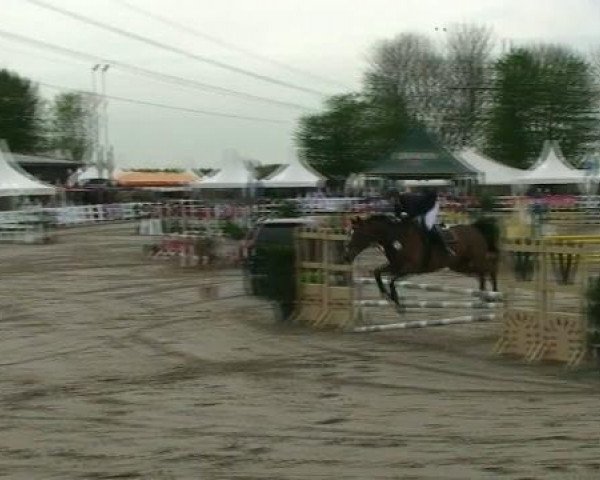 jumper Lestat 10 (Oldenburg, 1999, from Lacros) jumper Lestat 10 (Oldenburg, 1999, from Lacros)