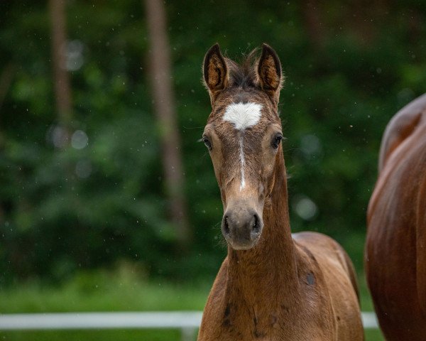 horse Snickers (German Riding Pony, 2022, from Cadlanvalley Sir Ivanhoe)