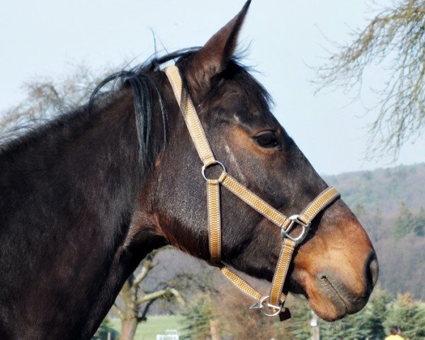 broodmare Comtess (Westphalian, 2003, from Collin L)