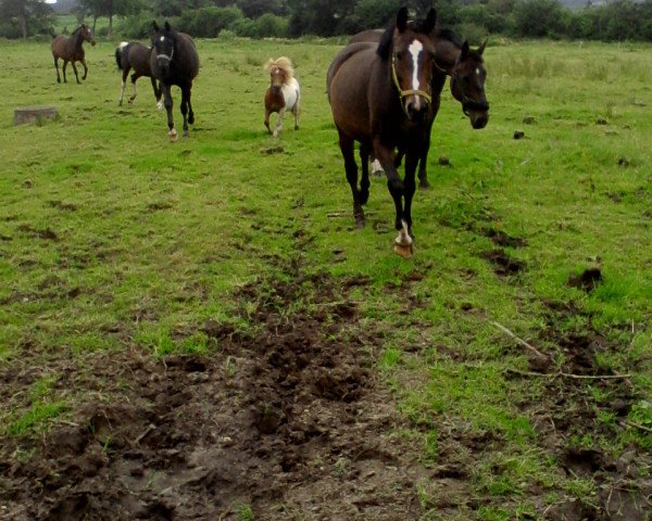 horse Moonlight (Westphalian, 2007, from Pontifex)