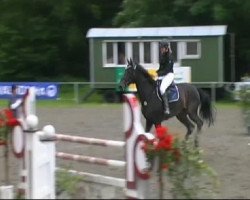 jumper Amanti (Holsteiner, 1999, from Acobat II)