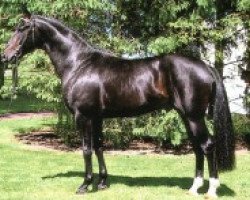 stallion Don Primero (Oldenburg, 1985, from Donnerhall)