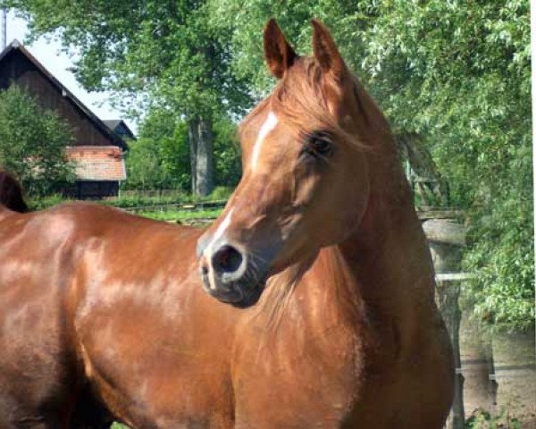 Deckhengst Madani Maresha ox (Vollblutaraber, 1995, von Azal S EAO)