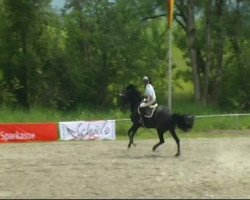 jumper Valora 2 (Holsteiner, 2005, from Contender)
