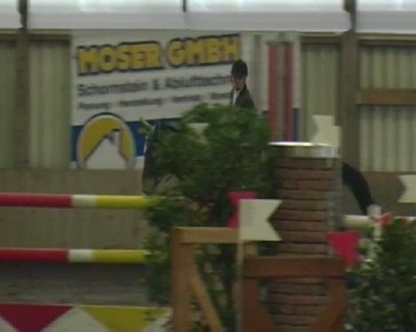 Springpferd Finess 136 (Württemberger, 1998, von Feinbrand)