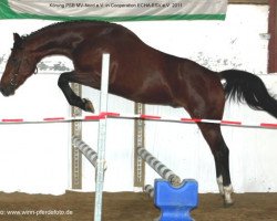Dressurpferd Lütt Madden (Deutsches Reitpferd, 2009, von Morjan)