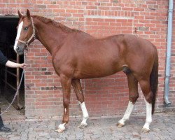 jumper Einsteins Special Fashion (Hanoverian, 2005, from Escudo I)
