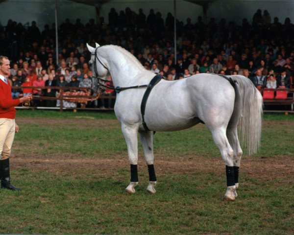stallion Kolibri 2705 (Mecklenburg, 1979, from Kobold I 3378)