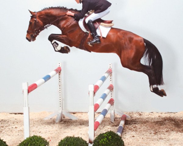 stallion Quo Vados I (Westphalian, 1998, from Quidam de Revel) stallion Quo Vados I (Westphalian, 1998, from Quidam de Revel)