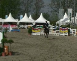 jumper Michel 220 (Westphalian, 2008, from Montendro)