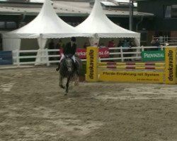 jumper Carbrera (Holsteiner, 2007, from Calido I)