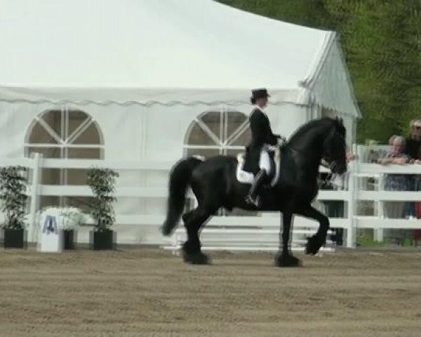 dressage horse Zorro 184 (Friese, 1999, from Brandus 345)