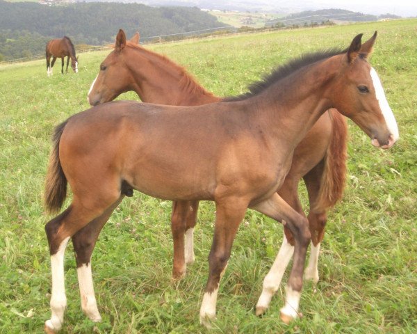 dressage horse Goltano (Austrian Warmblood, 2011, from Goldfever 3)