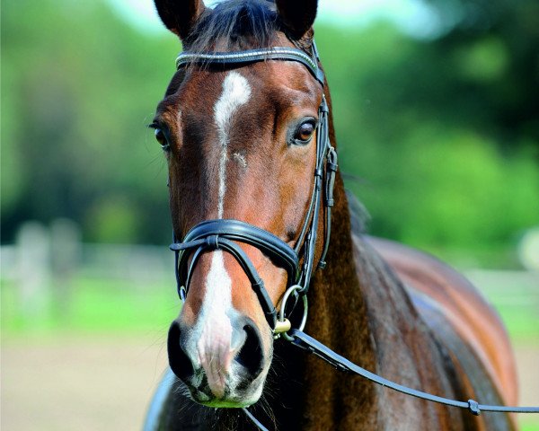 dressage horse Gregory (Brandenburg, 2003, from Glenn Mentino)