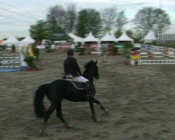 broodmare Butterfly 85 (Oldenburg, 2005, from Balou du Rouet)