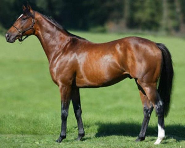 stallion Sholokhov xx (Thoroughbred, 1999, from Sadler's Wells xx)