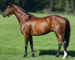 stallion Sholokhov xx (Thoroughbred, 1999, from Sadler's Wells xx)