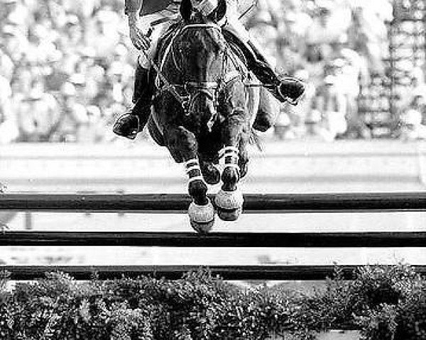 jumper Deister 38 (Hanoverian, 1971, from Diskant 4012)