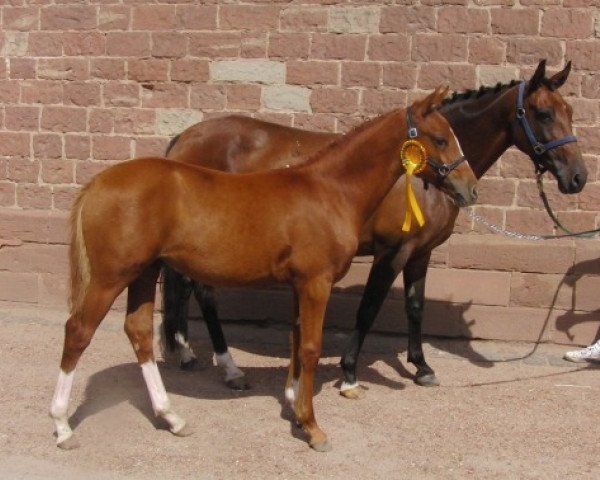 broodmare McD Miss Bo Jangles (German Riding Pony, 2010, from White Gold B)
