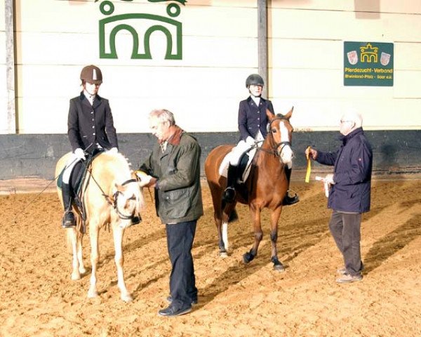 broodmare Lipton Sydney (German Riding Pony, 2006, from Bonsay)