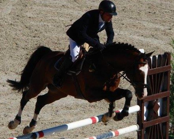 horse Stakewell (Hanoverian, 2011, from Stakkato)