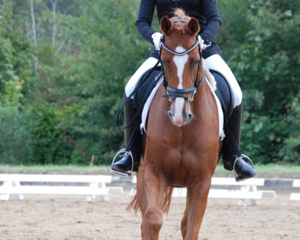 dressage horse Warranty B (Hanoverian, 2005, from Worldly I)