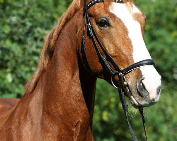 horse Atre'ju (Hessian Warmblood, 2001, from Almaz)