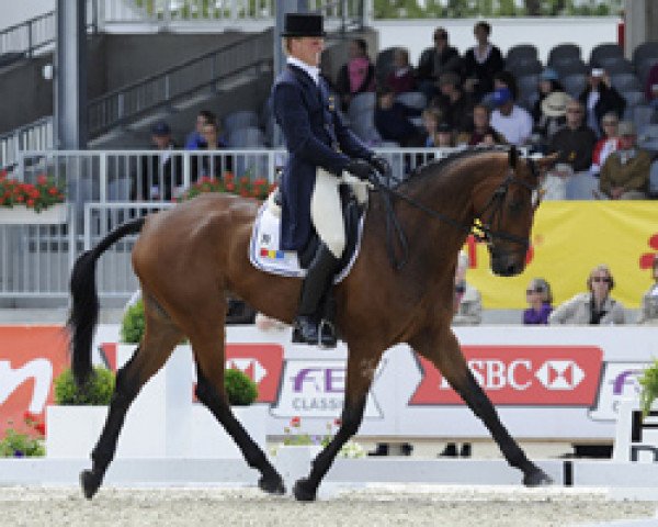 jumper Little Paint (German Warmblood, 1998, from Nitron)