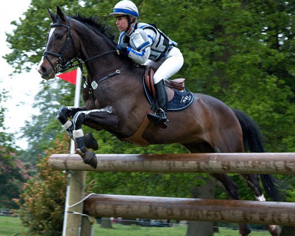 dressage horse Lanfranco TSF (Trakehner, 2000, from Bulrush xx)