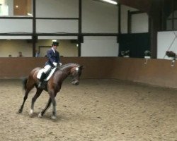dressage horse Alexia P (Westphalian, 2001, from Arpeggio)