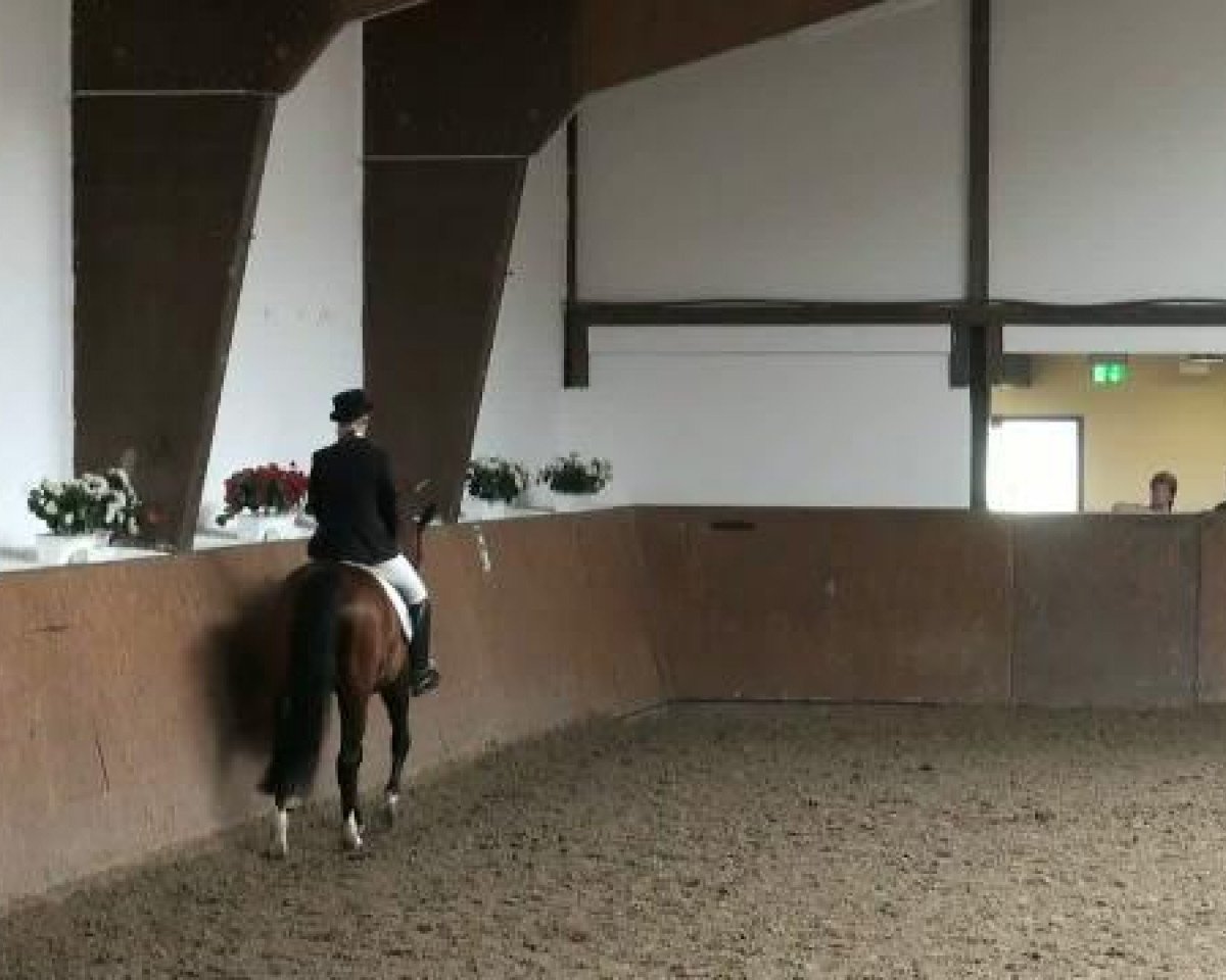 dressage horse Kassandra 118 (Bavarian, 1995, from Lanciano)