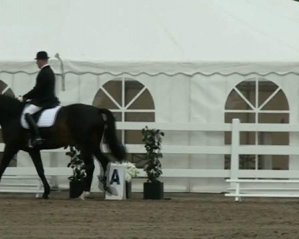 dressage horse Dangerous Mind 3 (Westphalian, 1996, from Diamo)