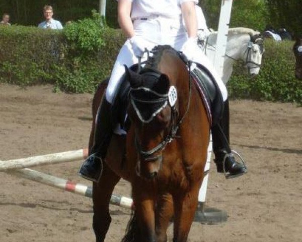 jumper Serafino S (Hanoverian, 2005, from Stedinger)