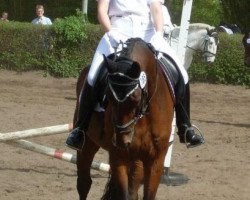 jumper Serafino S (Hanoverian, 2005, from Stedinger)
