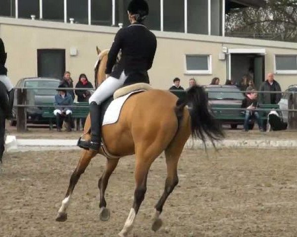 Springpferd Robin 691 (Westfale, 2003, von Rubiloh)