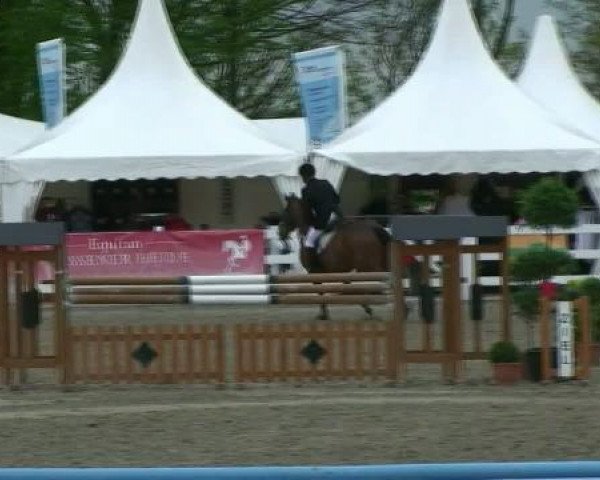 Springpferd Enzo 85 (KWPN (Niederländisches Warmblut), 2005, von Epilot)
