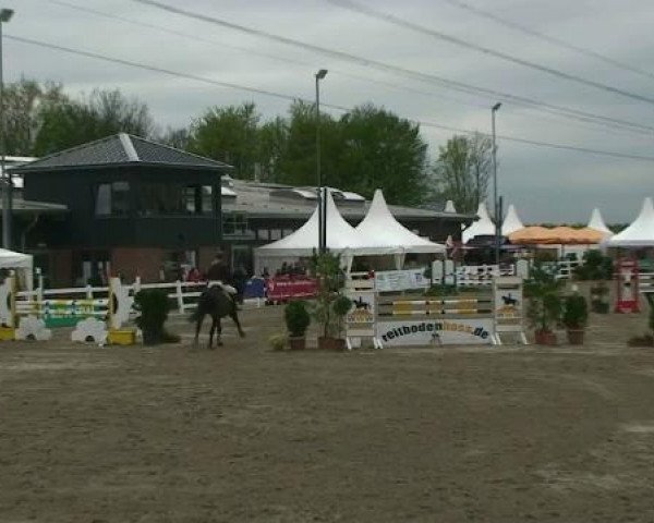 jumper Pastice 2 (Oldenburg, 2002, from Pik Pavarotti)