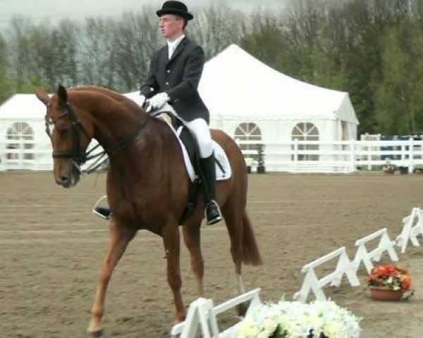 broodmare Weidenkätzchen (Hanoverian, 2002, from Weltmeyer)