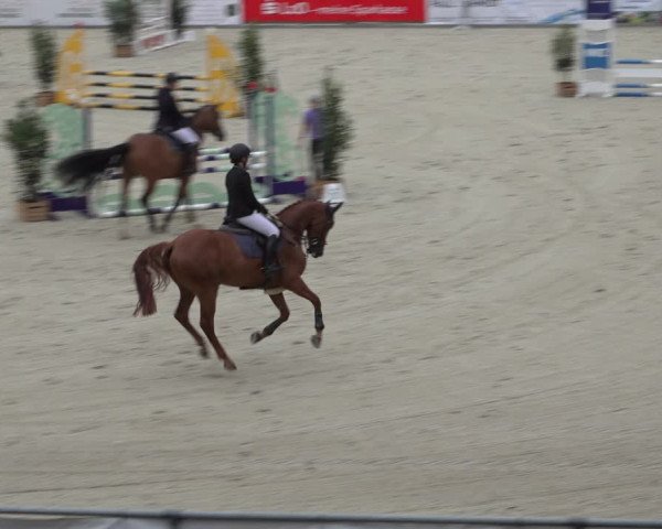 Reitturnier Wildeshausen 2022