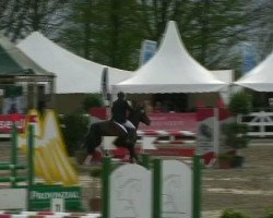 jumper Pirna 3 (Westphalian, 2003, from Potential)