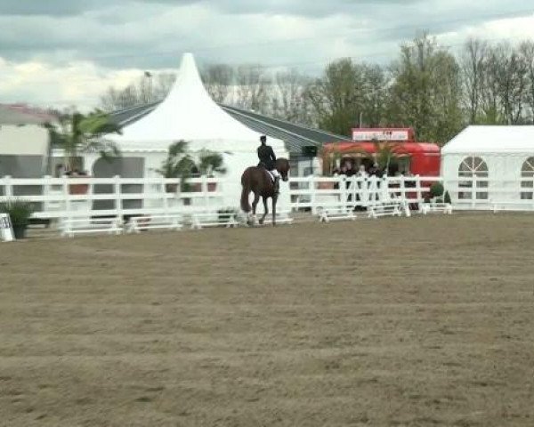 dressage horse Faibel (Westphalian, 2000, from Florestan I)