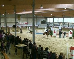 jumper Peruqia (KWPN (Royal Dutch Sporthorse), 1997, from Indoctro)