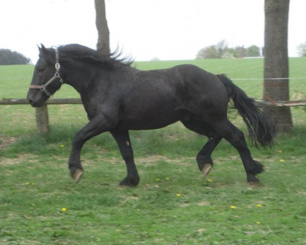 Deckhengst Lassing Vulkan (Noriker, 2010, von Ludwig Grenzland)