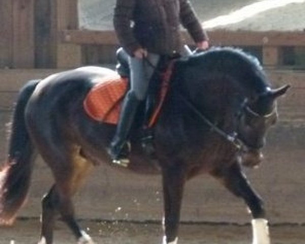 dressage horse Dani El (Bavarian, 2006, from Donnersmarck)