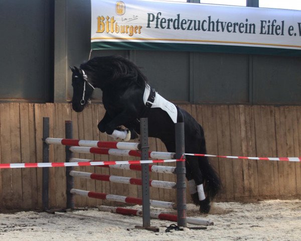 stallion Metske Romke (Friese, 2004, from Tsjerk 328)