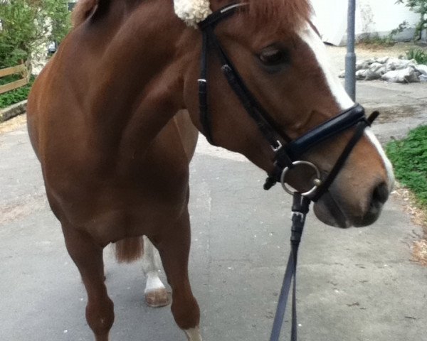 Pferd Anton S (Deutsches Reitpony, 2003, von Aragon N)