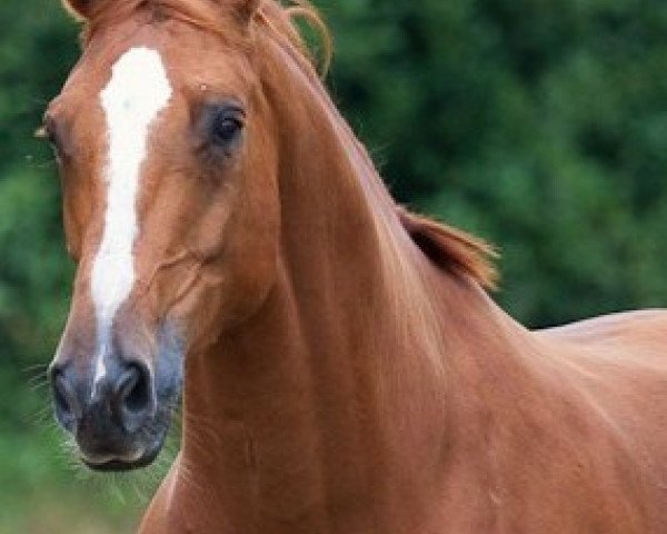 dressage horse Quentino (Oldenburg, 2000, from Quattro B)